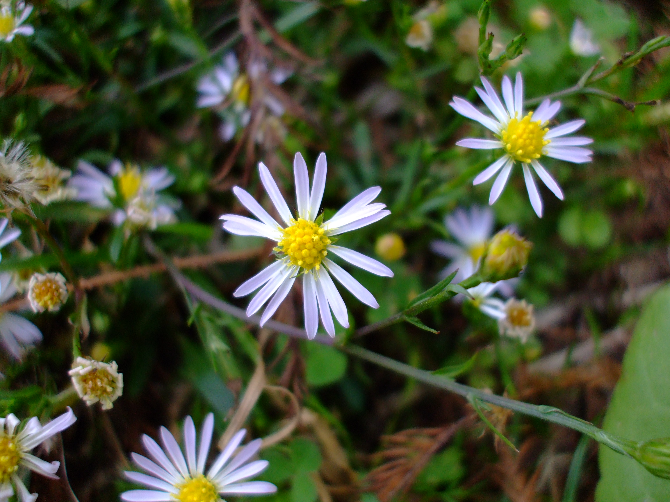 Symphyotrichum divaricatum
